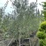 油橄榄盆景批发四川油橄榄基地直销庭院工程园林观赏苗木