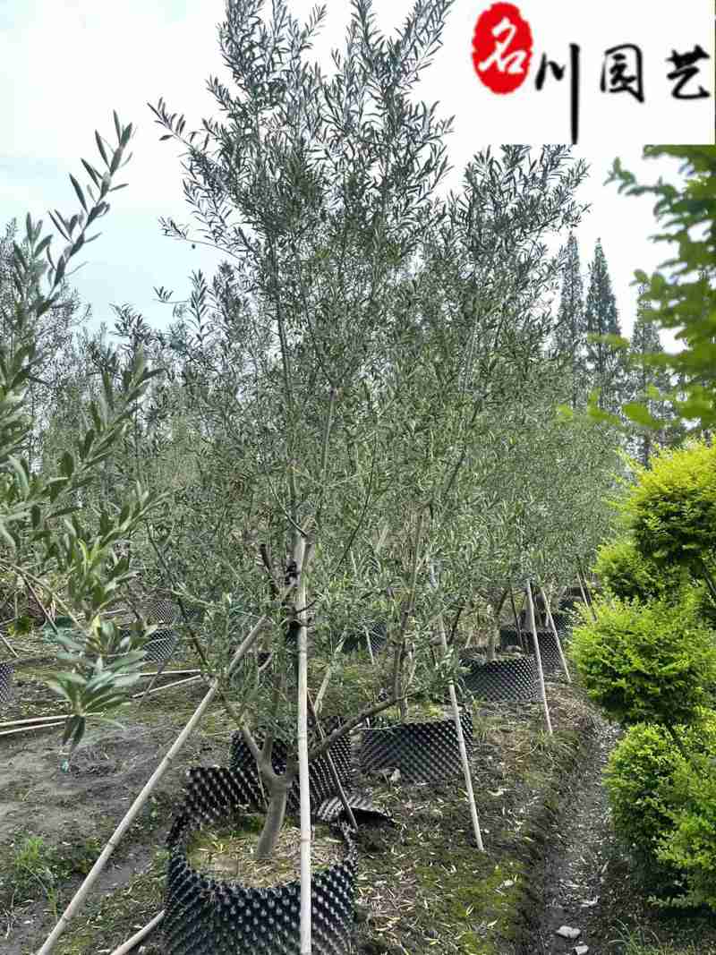 油橄榄盆景批发四川油橄榄基地直销庭院工程园林观赏苗木