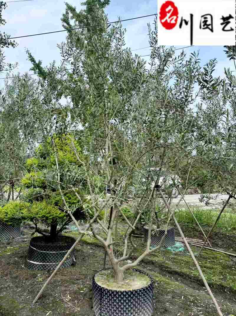 油橄榄盆景批发四川油橄榄基地直销庭院工程园林观赏苗木
