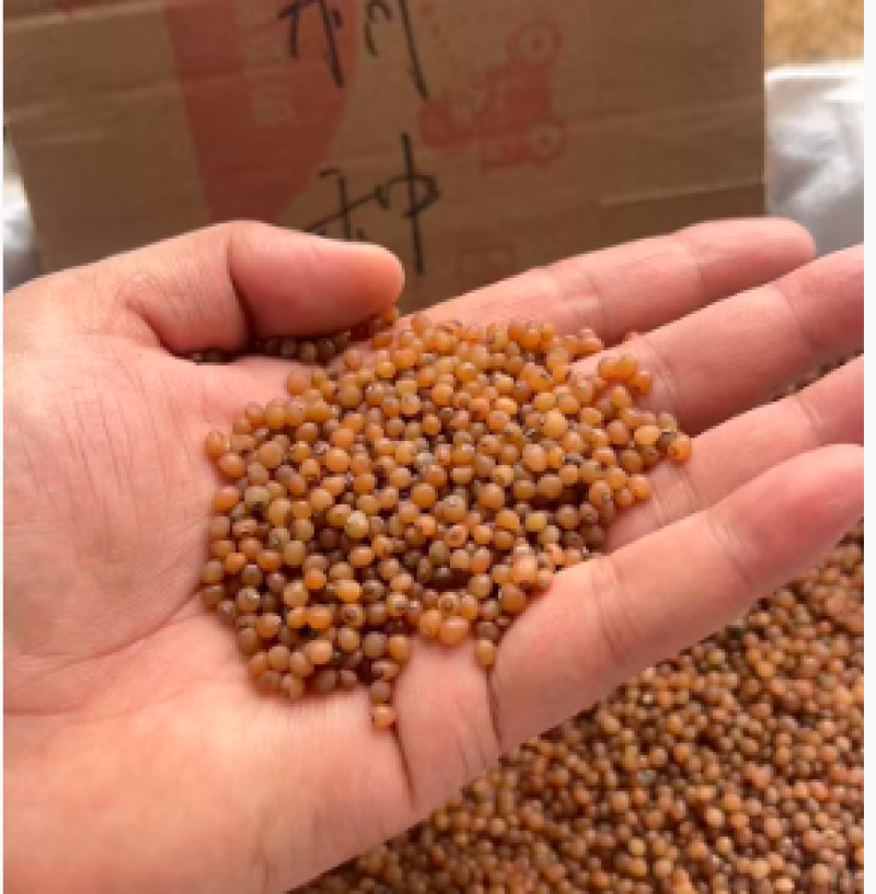 黄精种子，产地一手货源，量大优惠，欢迎新老客户前来合作