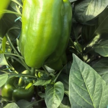 菜椒甜椒辣椒鲜辣椒新鲜蔬菜对接电商市场商超等各类客户