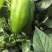 菜椒甜椒辣椒鲜辣椒新鲜蔬菜对接电商市场商超等各类客户
