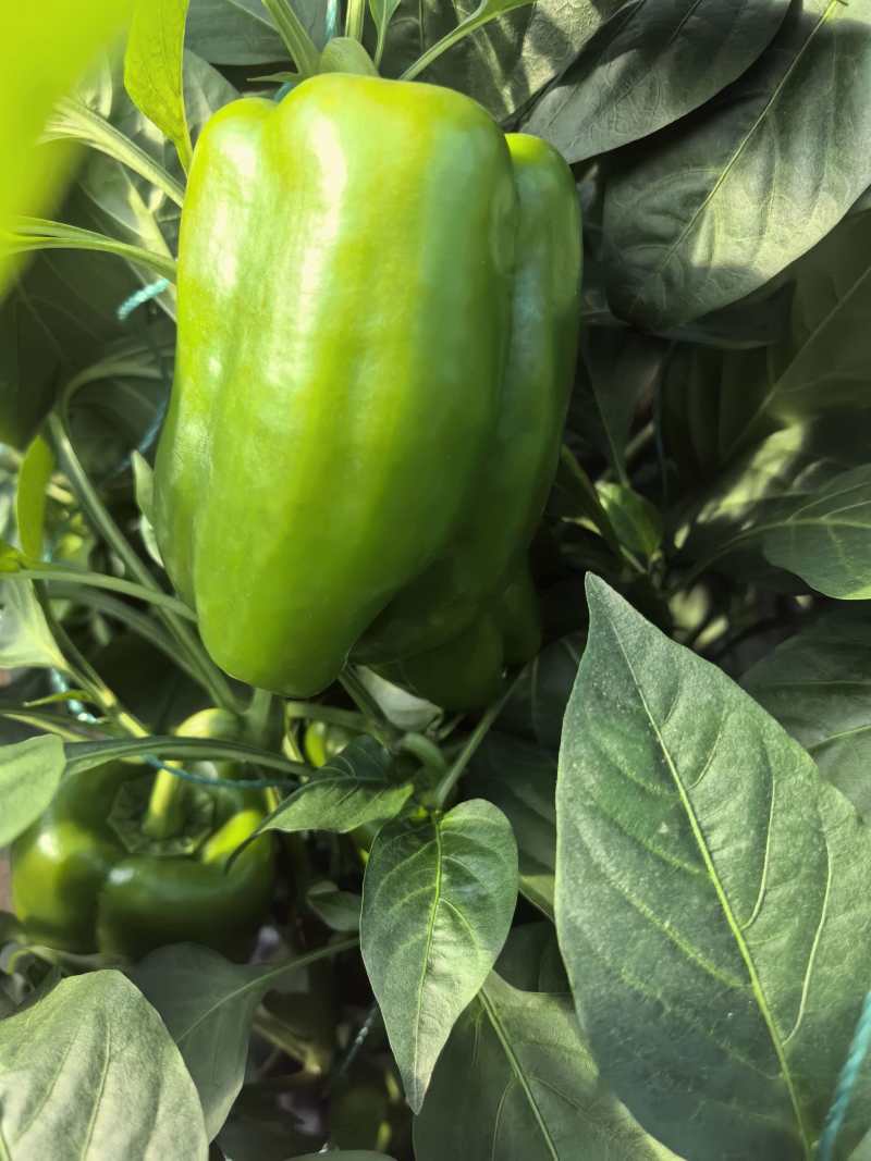 菜椒甜椒辣椒鲜辣椒新鲜蔬菜对接电商市场商超等各类客户