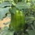 菜椒甜椒辣椒鲜辣椒新鲜蔬菜对接电商市场商超等各类客户