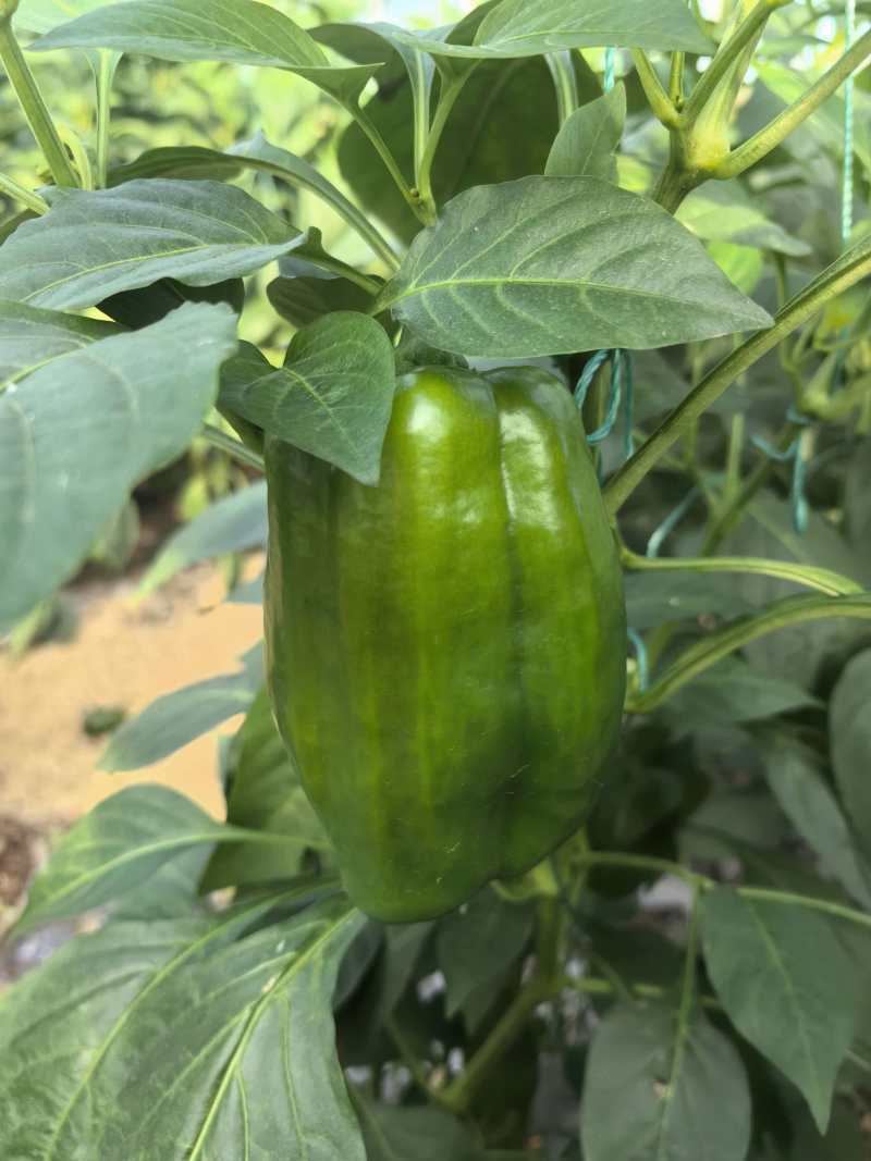 菜椒甜椒辣椒鲜辣椒新鲜蔬菜对接电商市场商超等各类客户