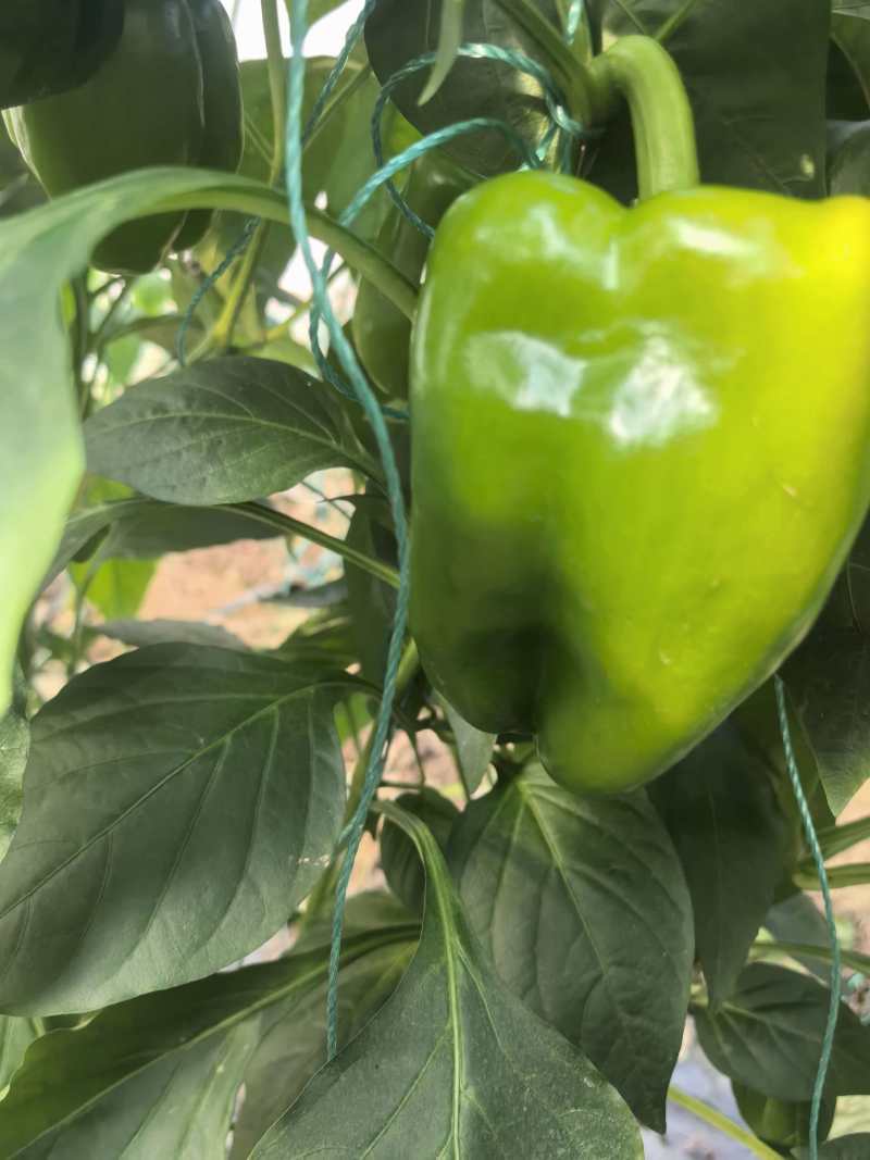 菜椒甜椒辣椒鲜辣椒新鲜蔬菜对接电商市场商超等各类客户