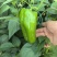 菜椒甜椒辣椒鲜辣椒新鲜蔬菜对接电商市场商超等各类客户