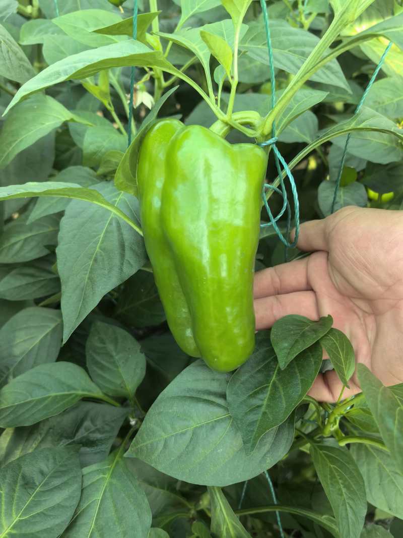 菜椒甜椒辣椒鲜辣椒新鲜蔬菜对接电商市场商超等各类客户