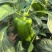 菜椒甜椒辣椒鲜辣椒新鲜蔬菜对接电商市场商超等各类客户