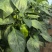 菜椒甜椒辣椒鲜辣椒新鲜蔬菜对接电商市场商超等各类客户