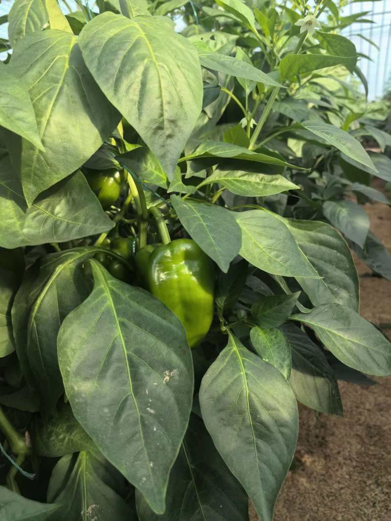 菜椒甜椒辣椒鲜辣椒新鲜蔬菜对接电商市场商超等各类客户