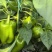 菜椒甜椒辣椒鲜辣椒新鲜蔬菜对接电商市场商超等各类客户