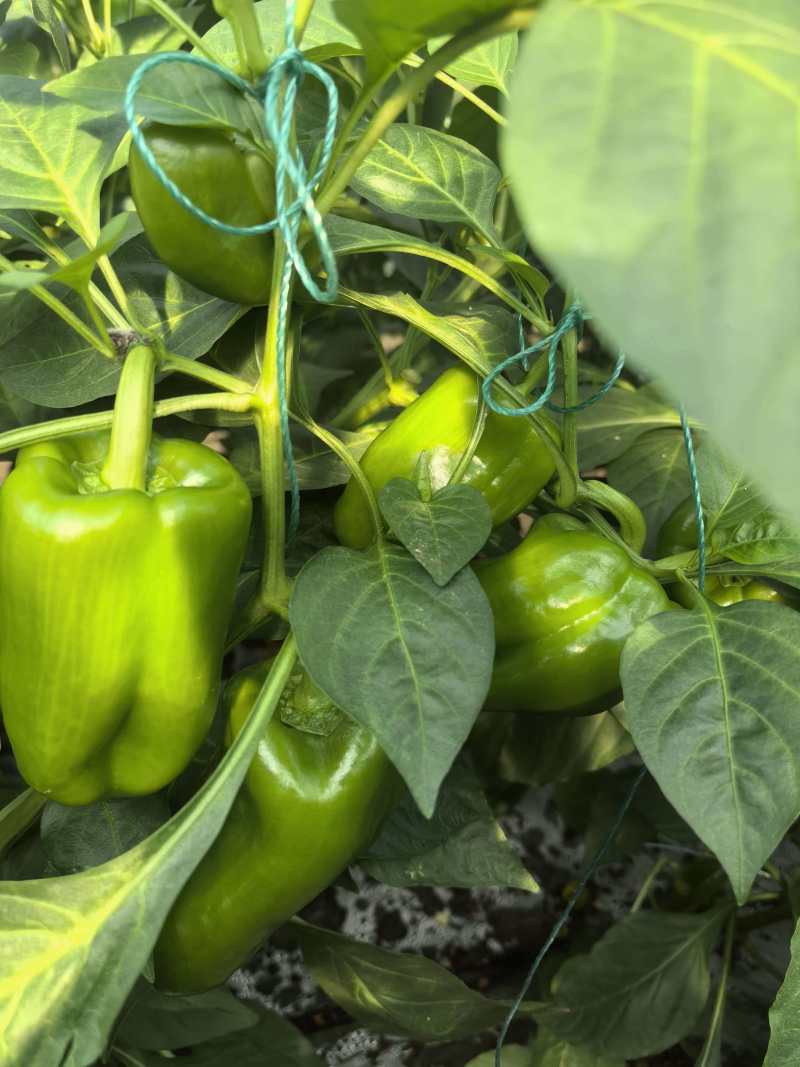 菜椒甜椒辣椒鲜辣椒新鲜蔬菜对接电商市场商超等各类客户