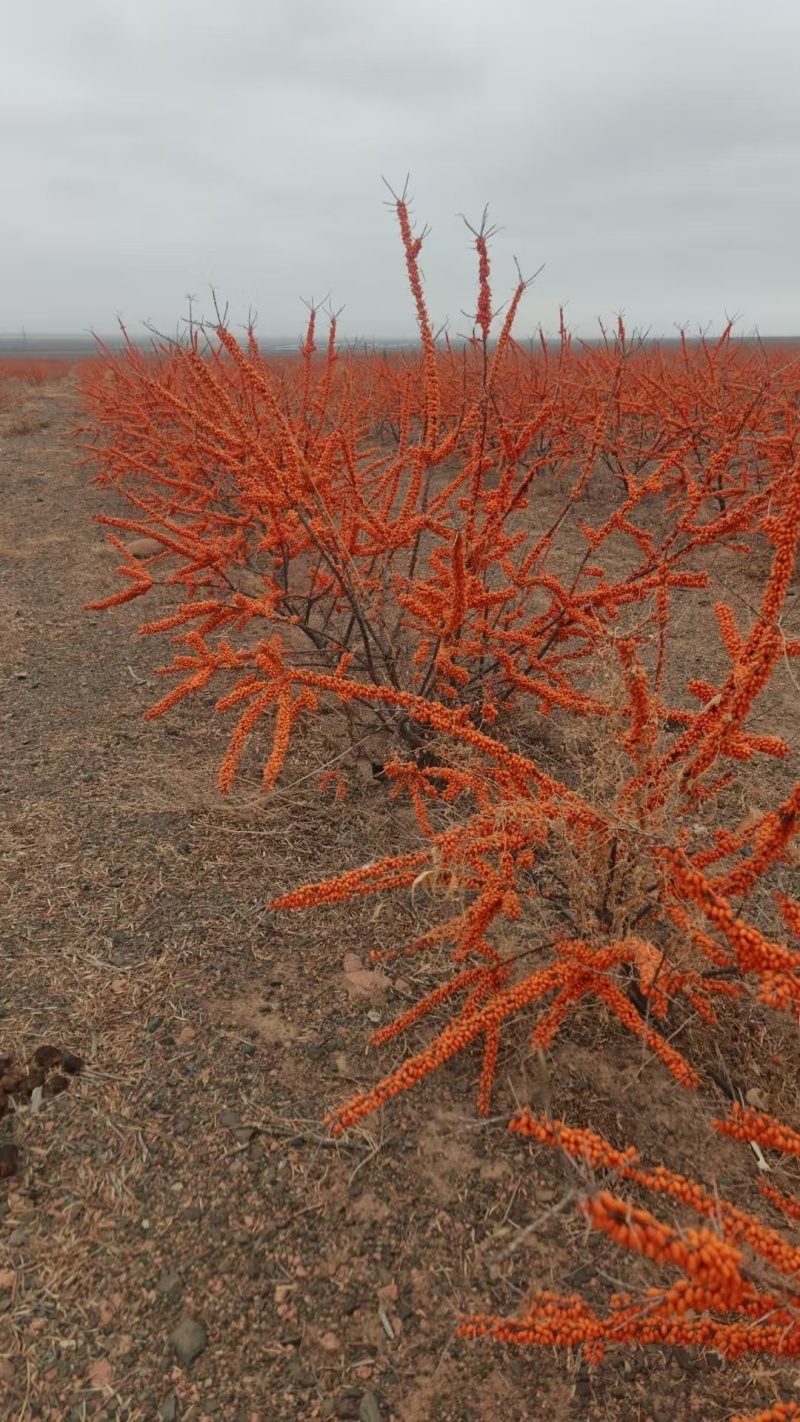 沙棘果新疆沙棘果营养丰富价格实惠自家基地种植常年有货欢迎电联