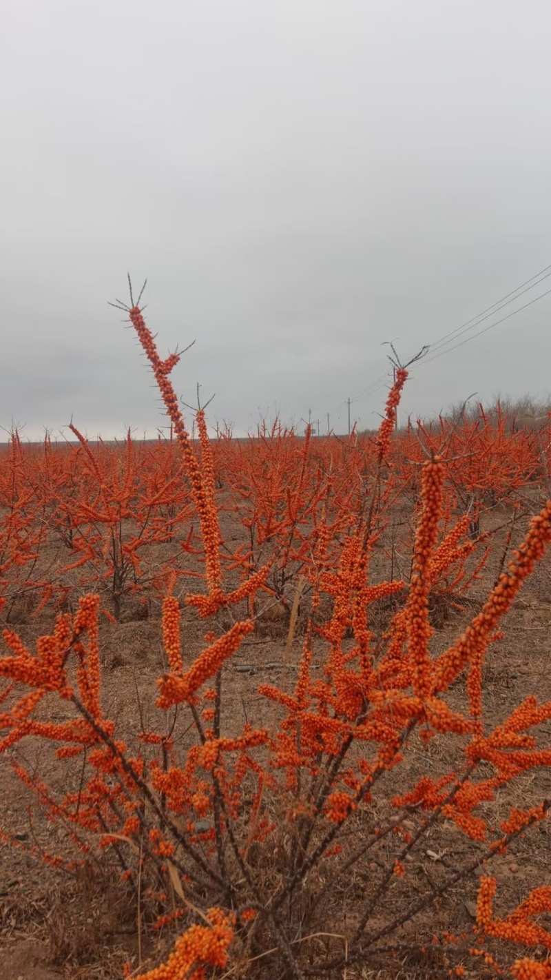 沙棘果新疆沙棘果营养丰富价格实惠自家基地种植常年有货欢迎电联
