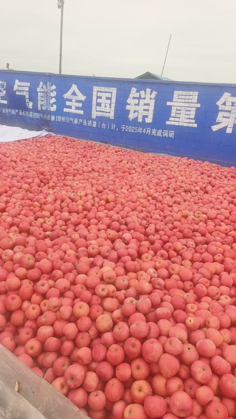 寒富苹果大量上市供应口感好价格合理规格齐全欢迎电联