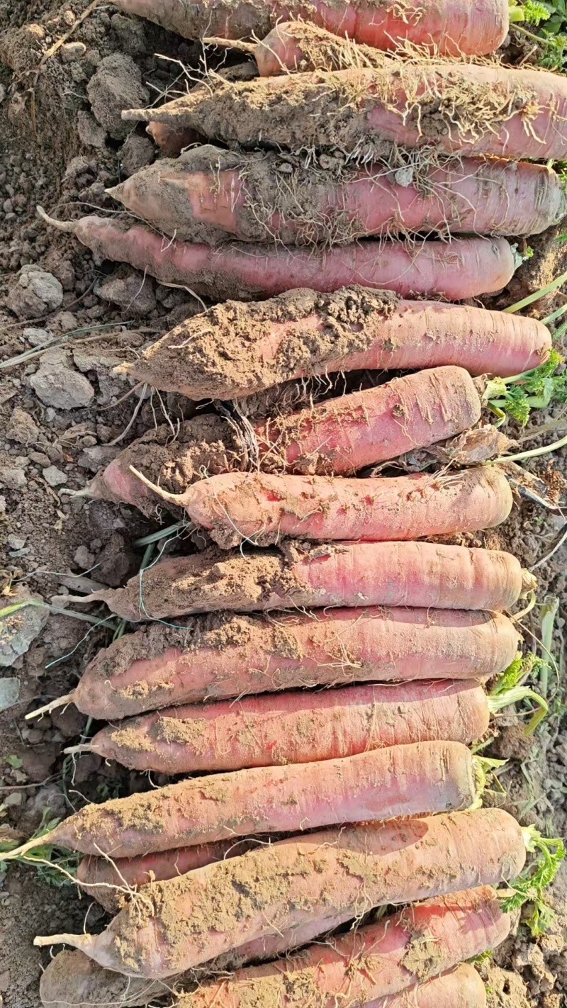 渭南大荔秤杆胡萝卜带土不带土水洗袋子纸箱泡沫箱都有条形直