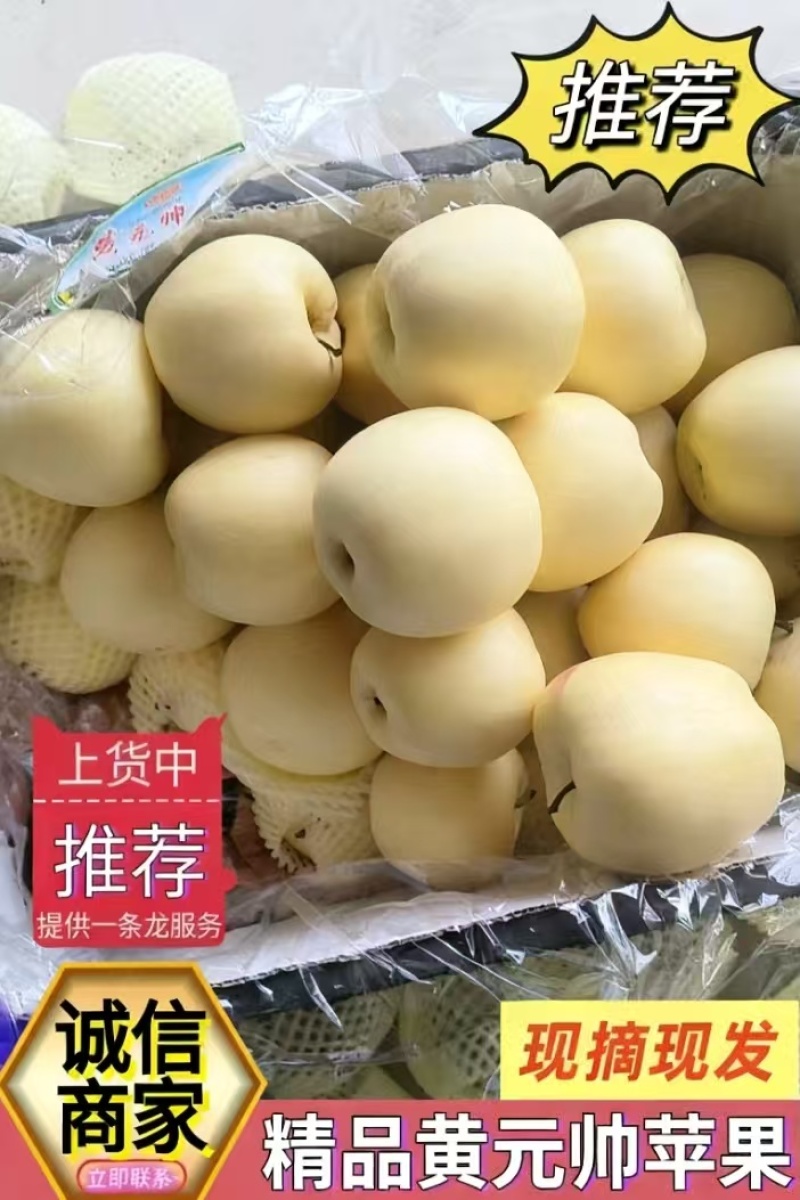 辽宁黄元帅苹果清甜可口对接全国市场量大从优欢迎采购热卖