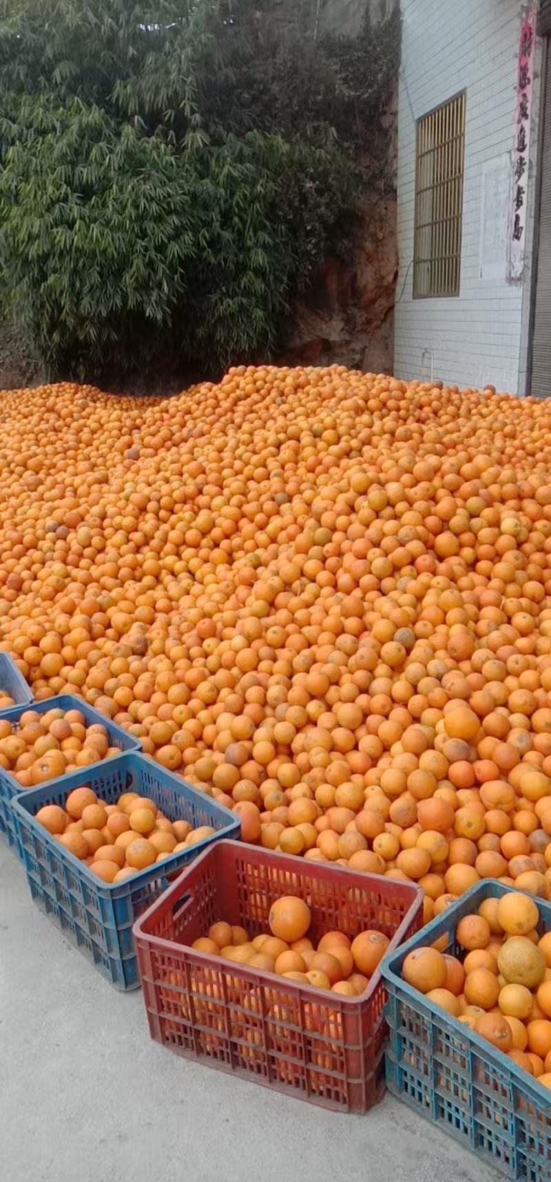 精选纽荷尔脐橙湖南产地直发质量保证量大优惠皮薄汁甜