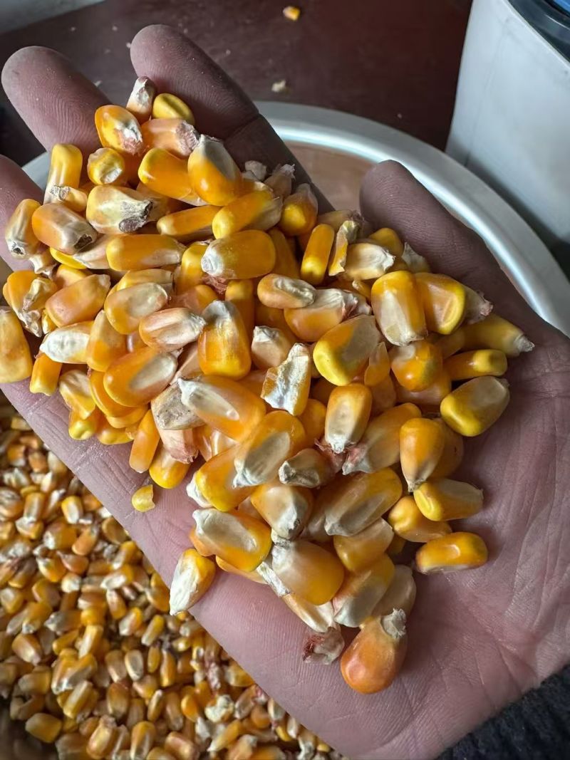 玉米颗粒很大常年有货货源充足足斤足两