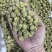 芥末味夏威夷果仁2025新货零食香脆散装休闲坚果干果仁