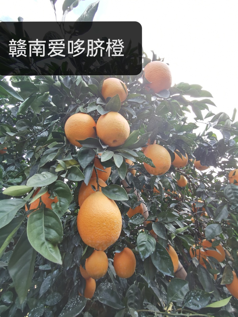 精品果子赣南脐橙质量保证视频看货新鲜采摘价格合理