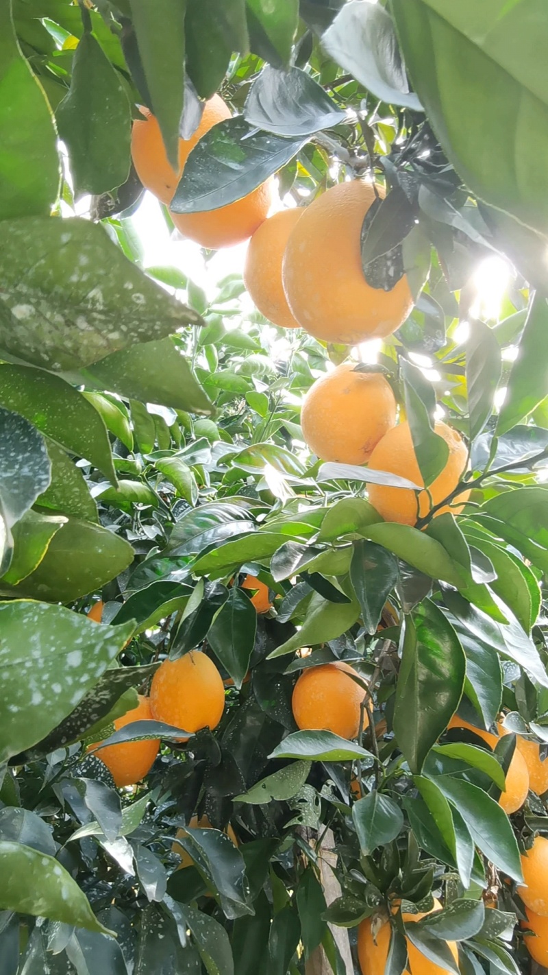 精品果子赣南脐橙质量保证视频看货新鲜采摘价格合理