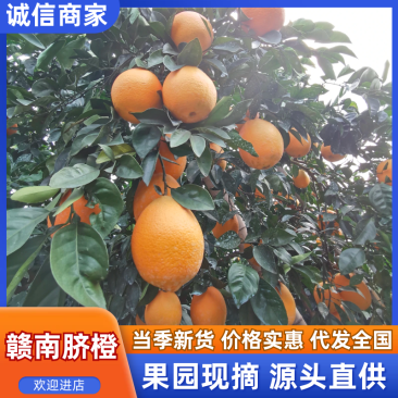 精品果子赣南脐橙质量保证视频看货新鲜采摘价格合理