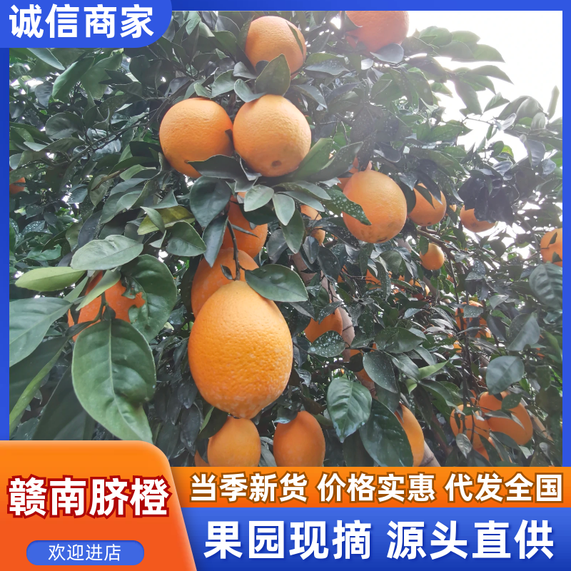 赣南脐橙精品橙子脐橙对接市场档口电商全国发货