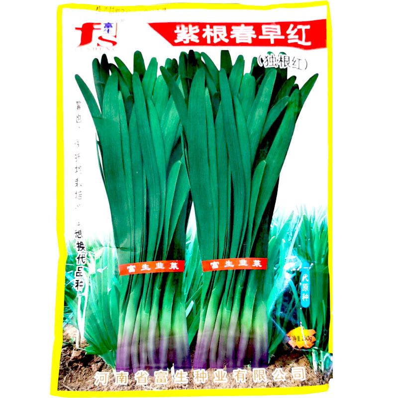 紫根韭菜种子富生紫根春早红韭菜种子四季抗病独根红大田抗寒