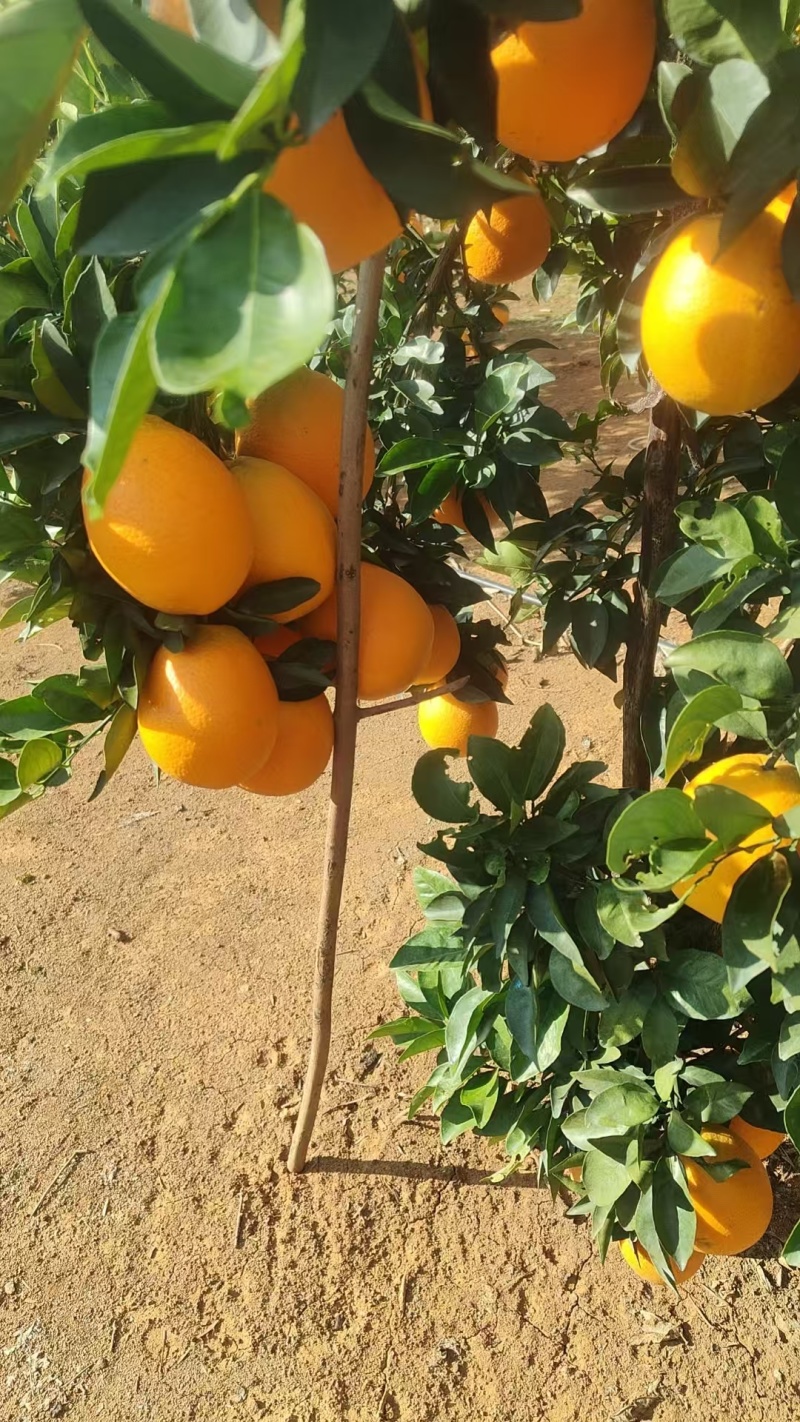 广西纽荷尔脐橙