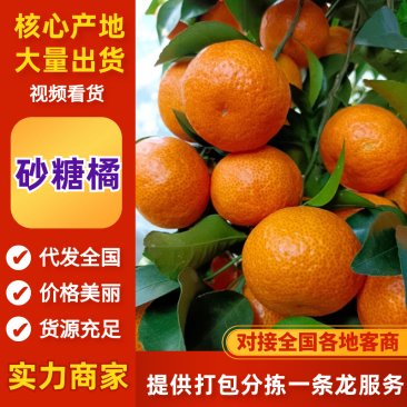 【热卖】沙糖桔广西砂糖橘现摘现发对接电商市场等