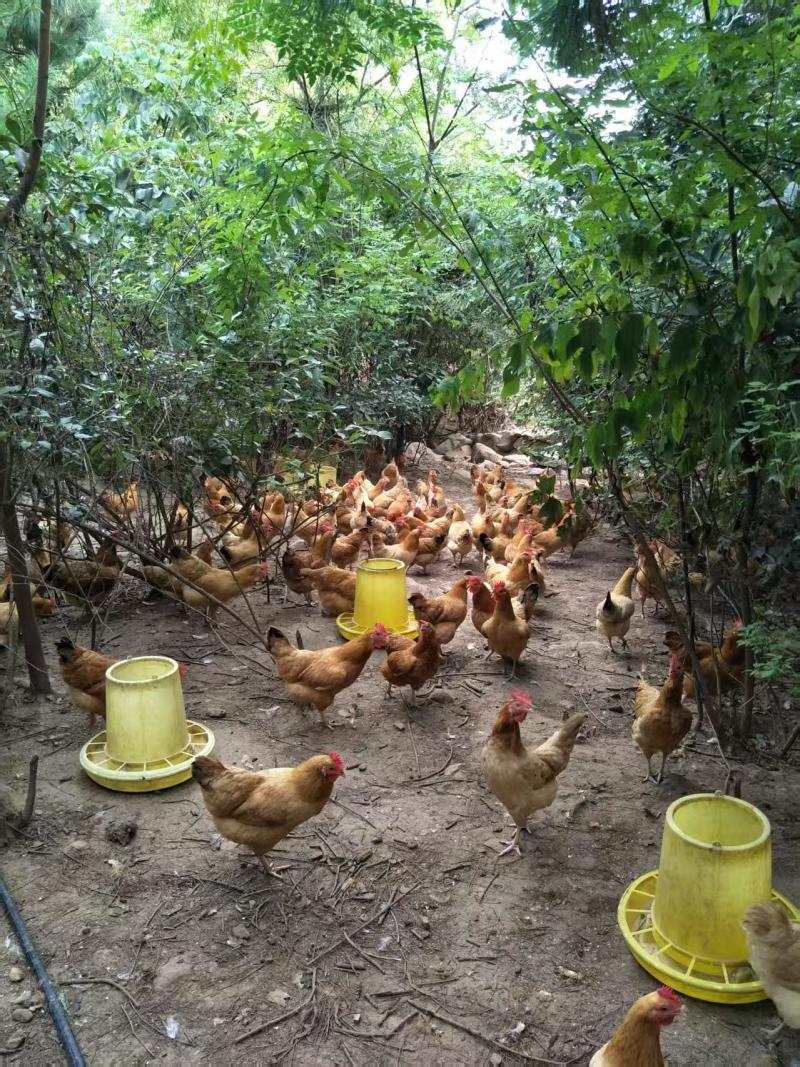 湖北荆门自家散养土鸡蛋/量大价优/欢迎下单