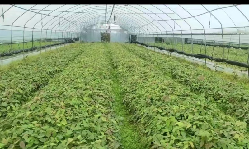 淫羊藿高含量高萌发种苗