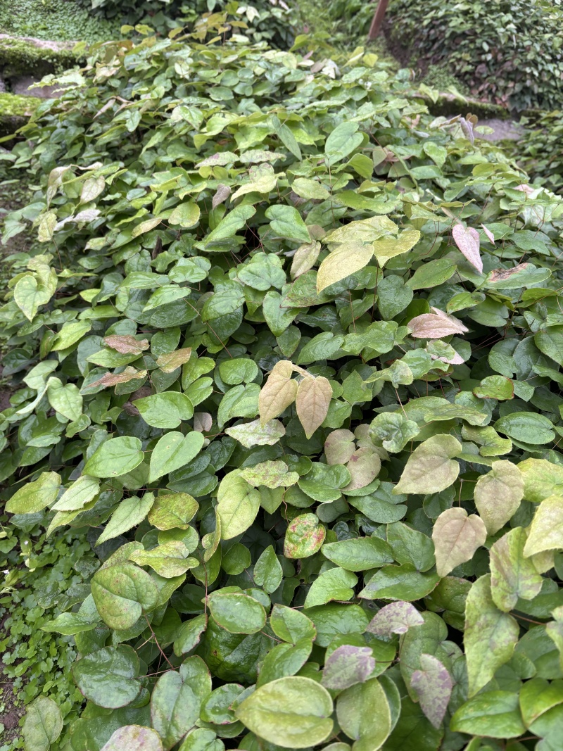 淫羊藿高含量高萌发种苗