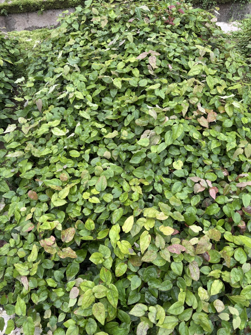 淫羊藿高含量高萌发种苗