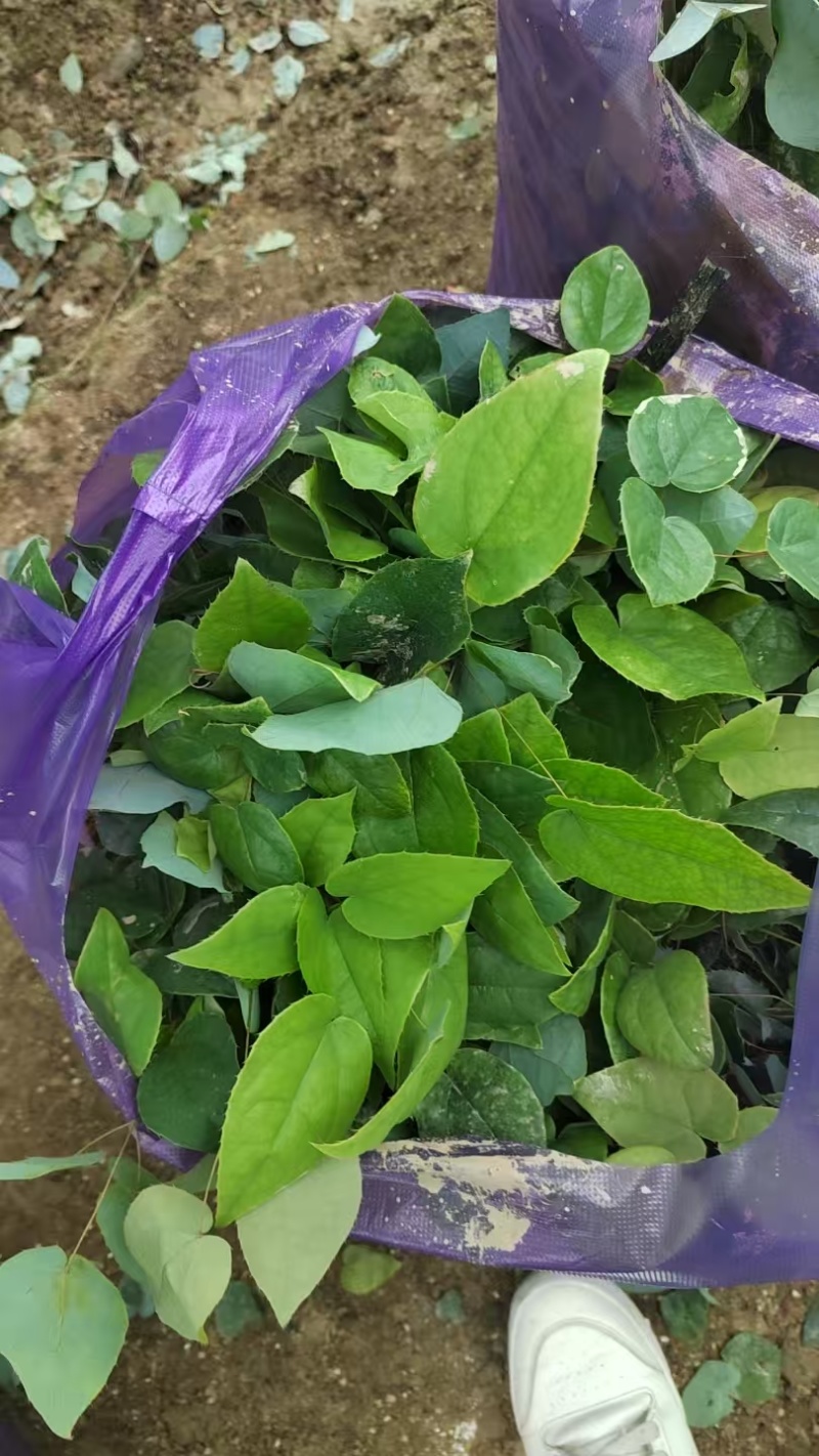 淫羊藿高含量高萌发种苗