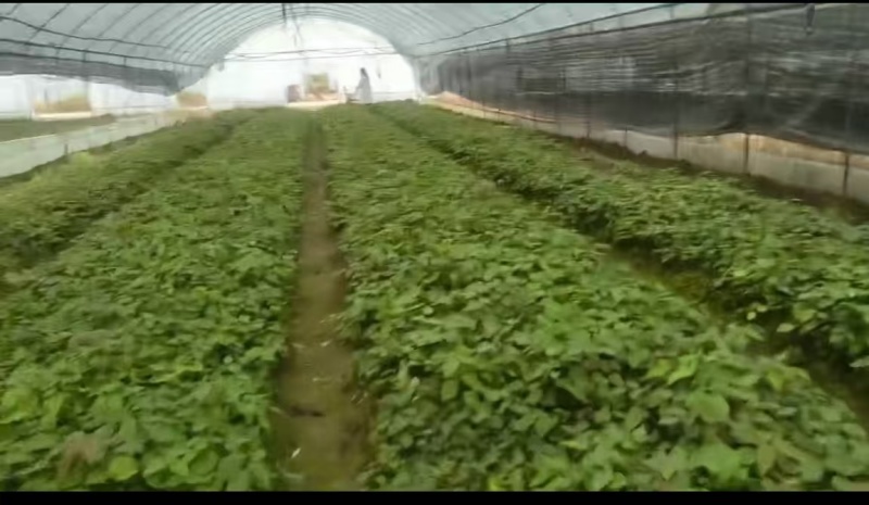 淫羊藿高含量高萌发种苗