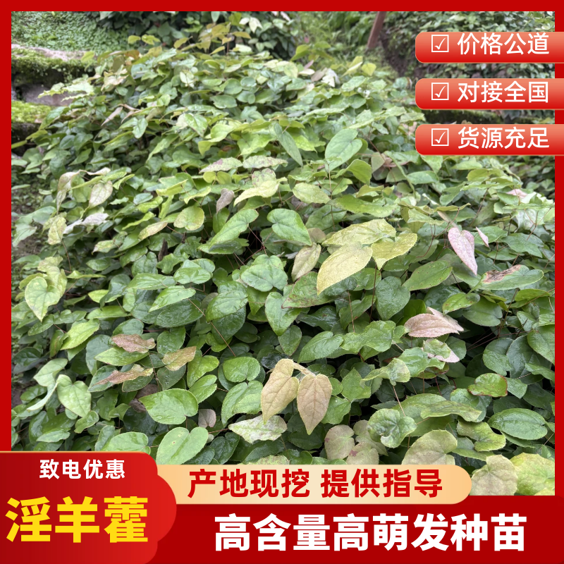 淫羊藿高含量高萌发种苗