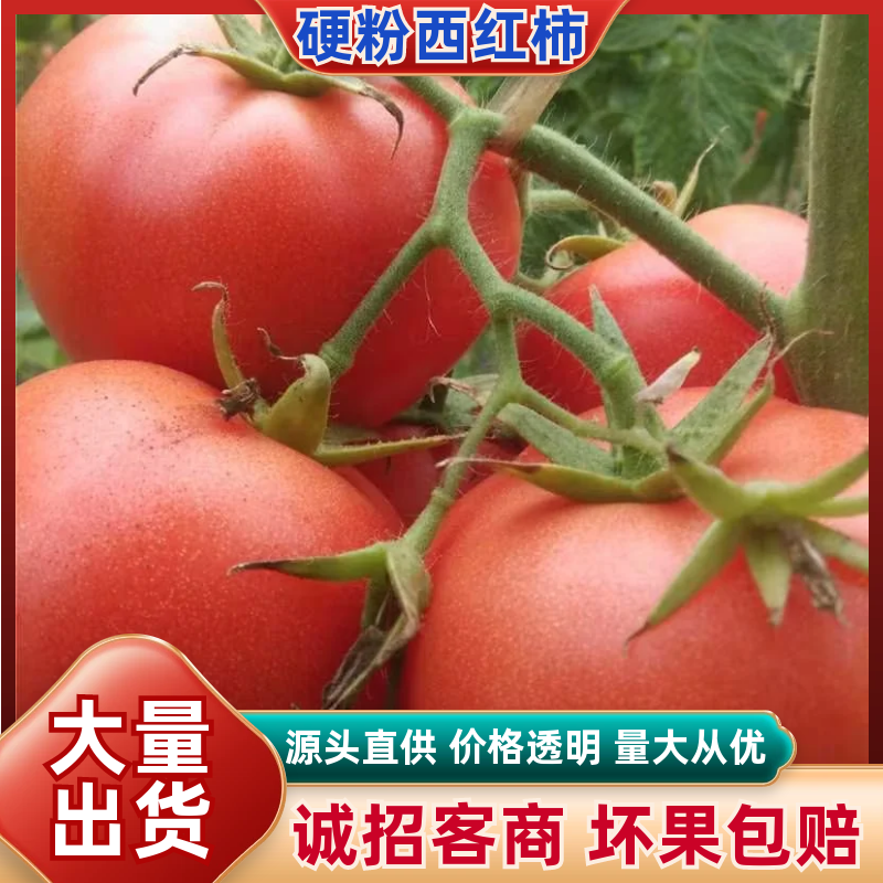 精品硬粉西红柿果形圆润光滑熊蜂授粉无空心果