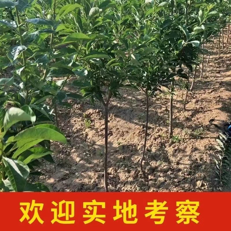 山东临沂水果苗/李子苗/蜂糖李子苗/量大价优/包成活/