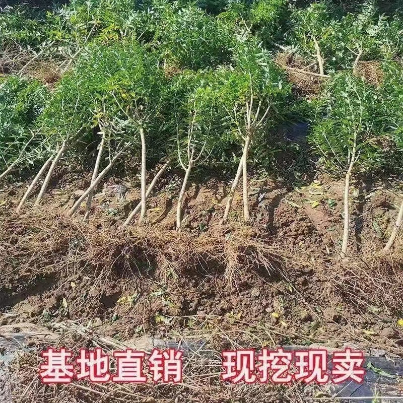 山东临沂水果苗/李子苗/蜂糖李子苗/量大价优/包成活/