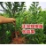 山东临沂水果苗/李子苗/蜂糖李子苗/量大价优/包成活/