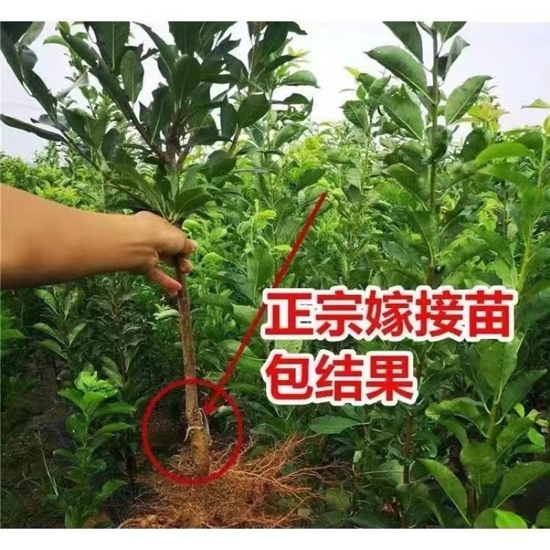 山东临沂水果苗/李子苗/蜂糖李子苗/量大价优/包成活/