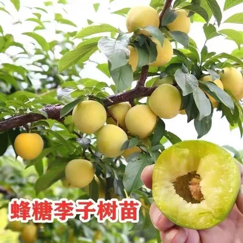 山东临沂水果苗/李子苗/蜂糖李子苗/量大价优/包成活/