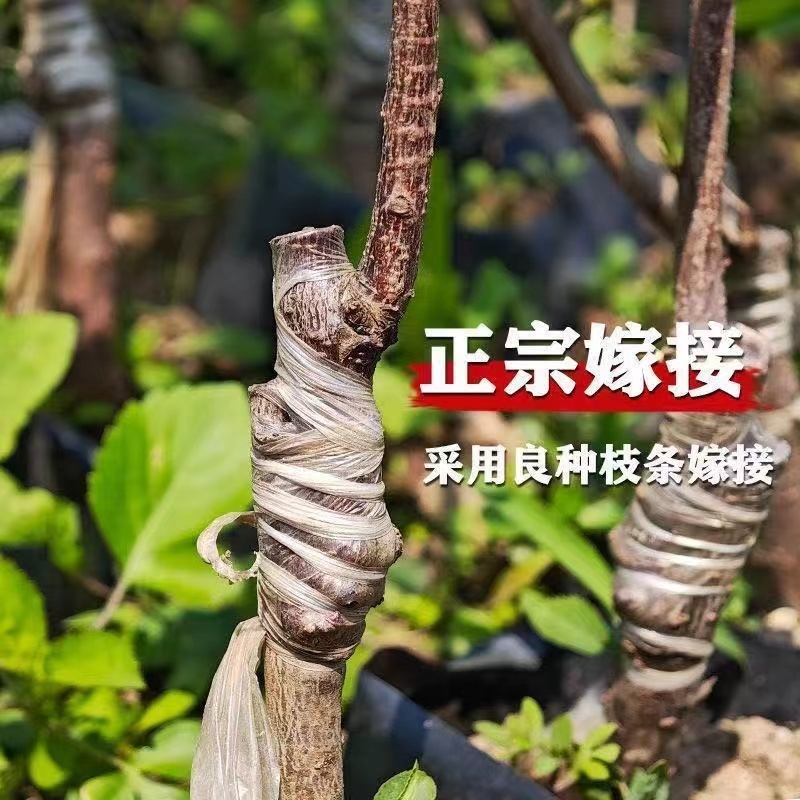 山东临沂水果苗/李子苗/蜂糖李子苗/量大价优/包成活/