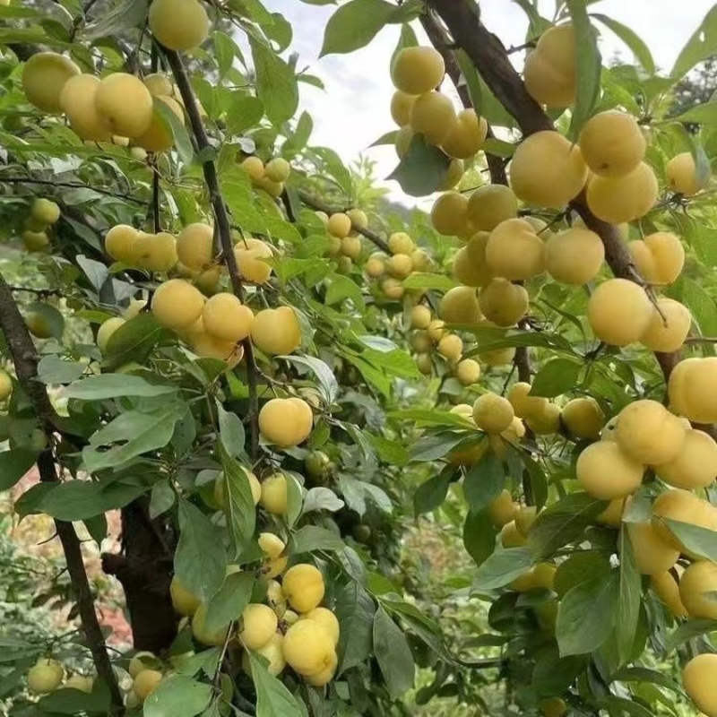 山东临沂水果苗/李子苗/蜂糖李子苗/量大价优/包成活/