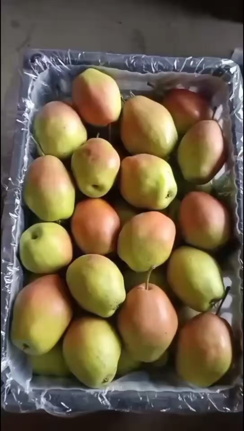 红香酥【酥梨】精品陕西梨脆甜多汁耐储存产地直发