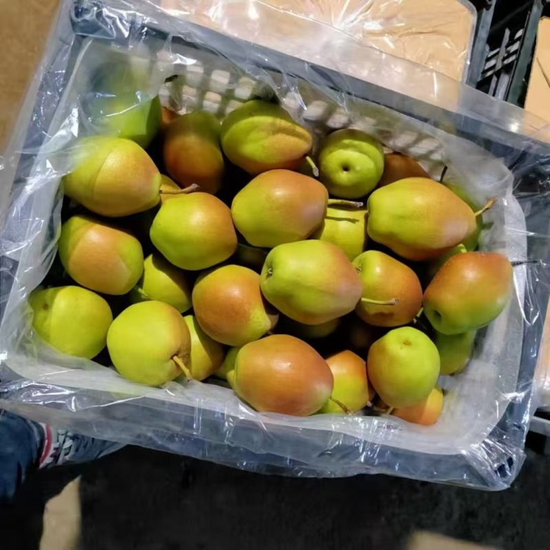 红香酥【酥梨】精品陕西梨脆甜多汁耐储存产地直发