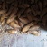 江西吉安纯野生农家自挖黄泥冬笋，纯属绿急食品，无任何添加